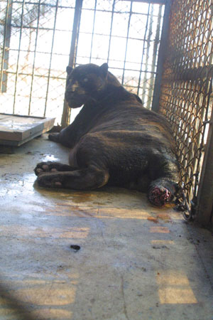 大连狮虎园老虎争斗 两白虎咬断黑虎尾巴(图)