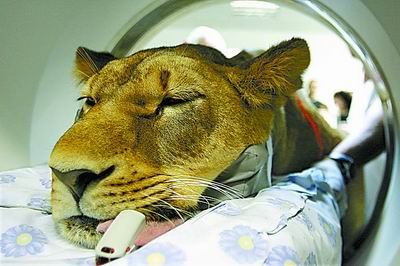 泰国推出野生动物宴 长颈鹿狮子老虎全上菜单