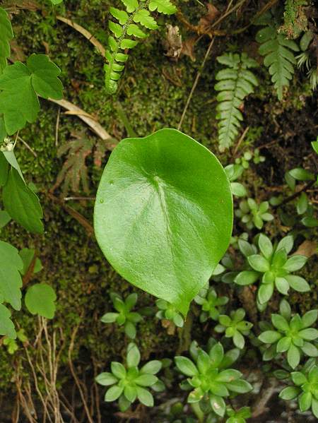 雁荡山发现世界濒危植物盾叶半夏有芳踪