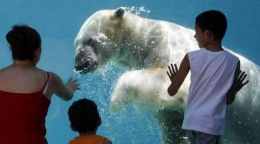 组图：美国男孩观看北极熊