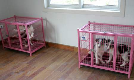 小区里办了个养狗场(图)