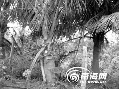 八旬老翁忍辱借种哑妻橡胶林中遭奸杀(组图)