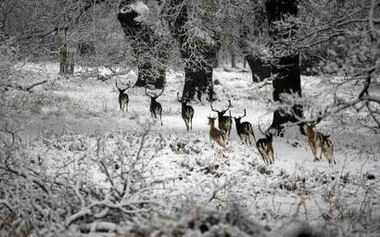 英国普降大雪致交通混乱多个机场关闭(图)