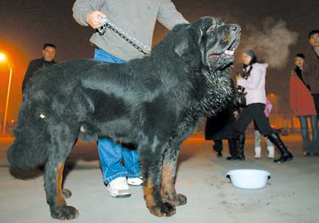 价值800万元藏獒走失主人悬赏十万寻找(图)