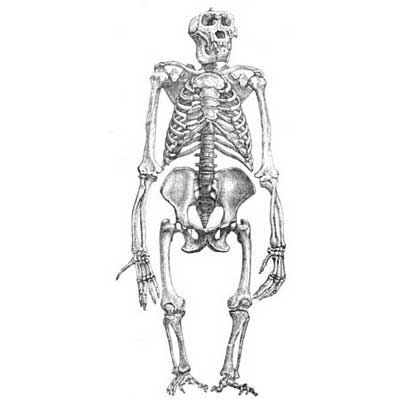 美科学家称人类祖先腿部短小有助争夺交配权(