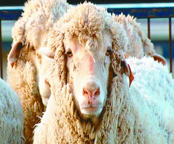 世界首只人兽混种羊诞生 将为人类提供移植器官