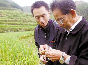 柯永乐(右一)在观察有机稻生长情况 卢春雨 汪学斌 摄