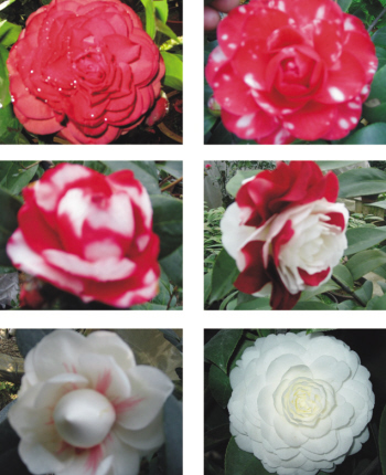 市花添新品种 我市茶花培育技术国内领先(图)