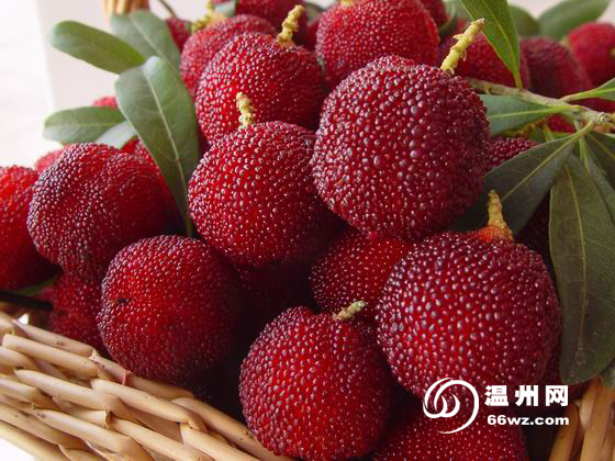 专家盘点温州杨梅名品:哪几种最好吃[组图]