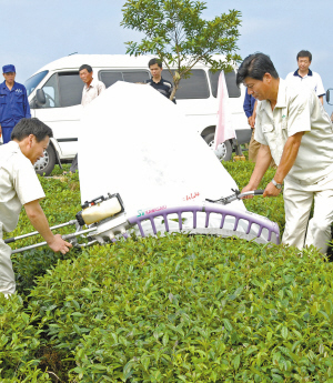 不过茶农表示,"机器人"所采的茶叶还不能达到制作高档