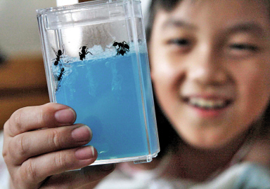 宠物蚂蚁成新宠