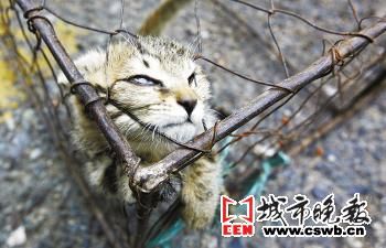 笼中挣扎