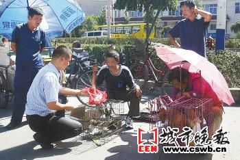 出售猫肉