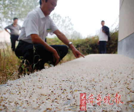 成群飞舞后即落地死去