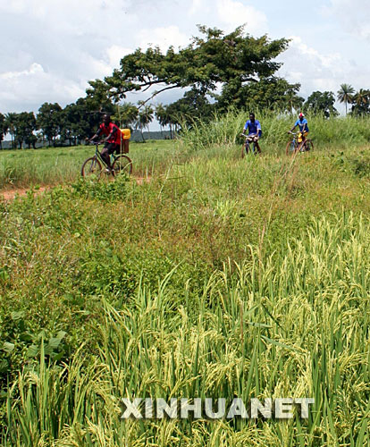 这是2006年10月3日,几内亚科巴农场的工人骑车经过即将丰收的稻田。中垦集团下属的中几农业合作开发公司自1997年起在几内亚首都科纳克里附近的科巴农场开展水稻种植项目。几年来,科巴农场不仅在解决几内亚人民吃粮难的过程中发挥了重要作用,而且帮助周围数百户居民掌握了水稻种植技术。 新华社发