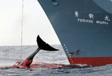 日本捕杀濒危座头鲸