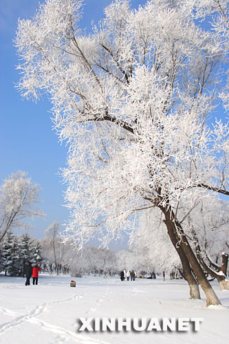 11月21日，游客在吉林市松江东路青年园观赏雾凇。