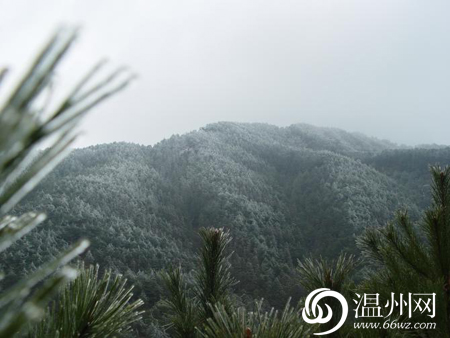 温州四海山森林公园下雪了组图