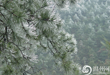 温州四海山公园下雪了