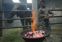 宁波动物园大象烤火炉过冬