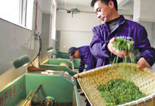 瑞安春茶丰产增收