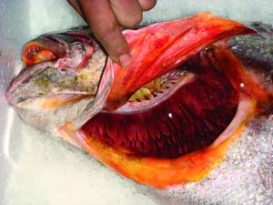 ���������ܿ��������ý����