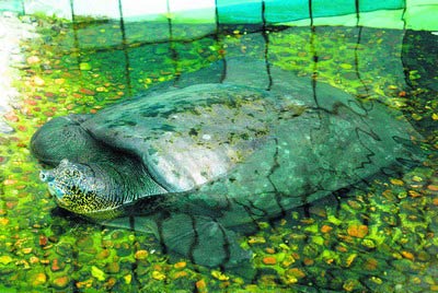 长沙80岁濒危斑鳖远嫁苏州全球仅存活3只图