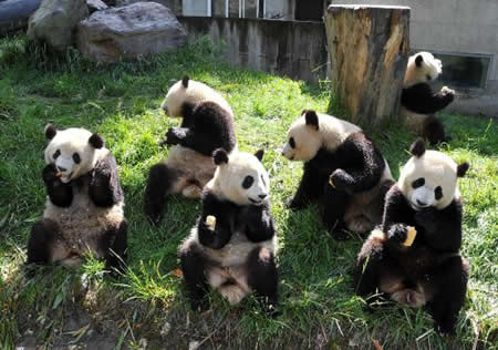 ��ͼ�������������è�������