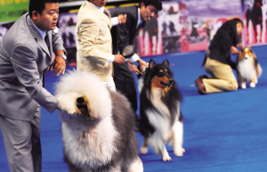 世界名犬温州“选美”今年九月移师南宁