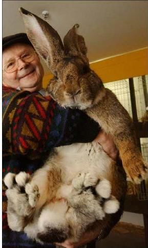 据国外媒体报道,一名叫汉斯瓦格纳的德国柏林人饲养的巨型兔子,身长