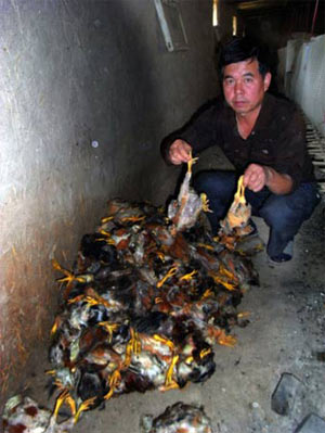 巨型猫头鹰夜袭养鸡场1300只小鸡被折磨死亡
