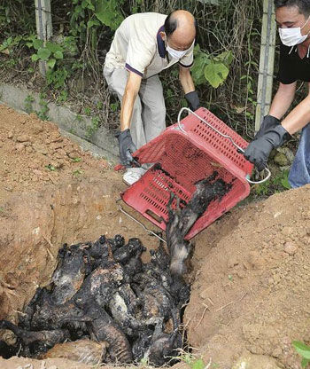 村屋起火31只猫狗被烧成焦炭组图