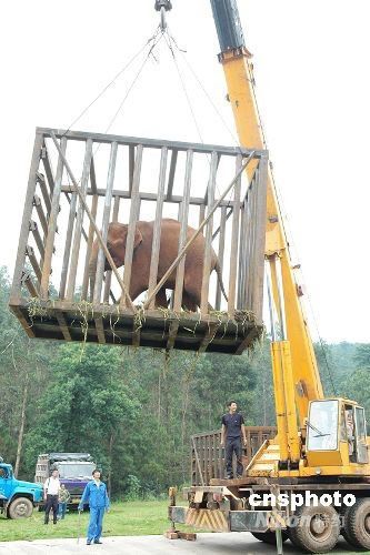图:戒毒大象返回故乡_戒毒 野生动物园 中国野
