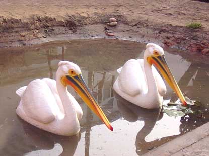 疯狂动物园_动物园增加经济收入