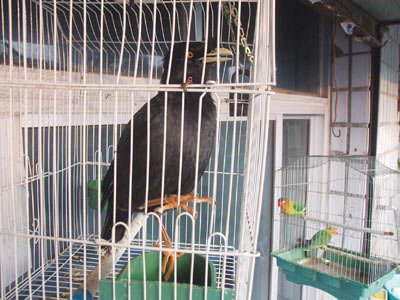 八哥学猫叫吓唬吵闹鹦鹉(图)_八哥学猫叫吓唬