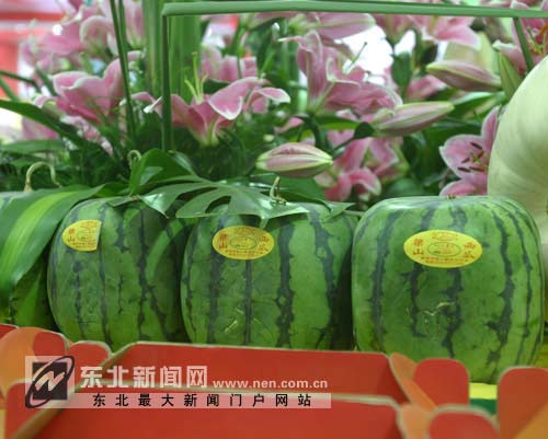 沈阳农博会出现一百多斤重大西瓜组图