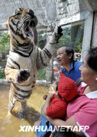 菲律宾动物园庆世界动物日 老虎吐舌头耍怪(图