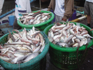 温州渔民捕获的马来西亚海鲜.