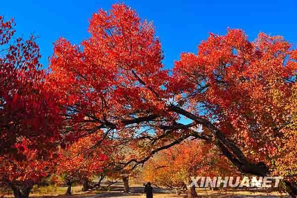新华社记者杜华举摄哈密地区伊吾县的天山牧场风光(10月13日摄).