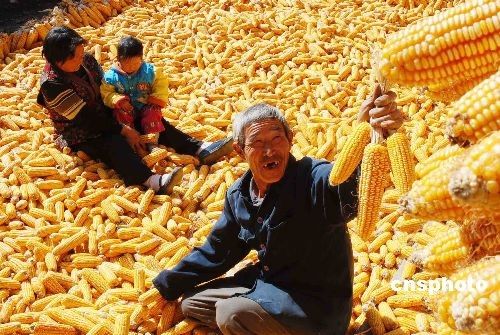 图:山西新绛农民手捧丰收玉米笑开颜