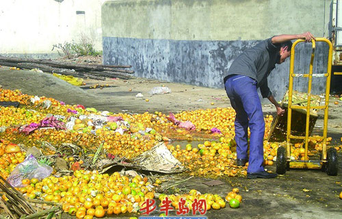 广元橘灾连累青岛橘市一天倒掉30吨烂橘子