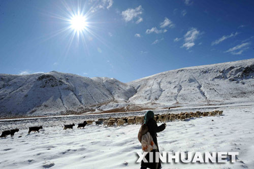 10月28日,西藏当雄县格达乡地震灾区牧民在雪地里放羊.