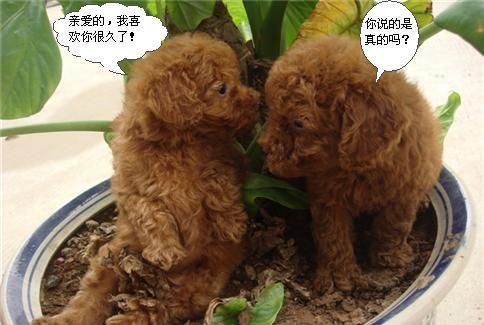 教你闪电式泡妹妹