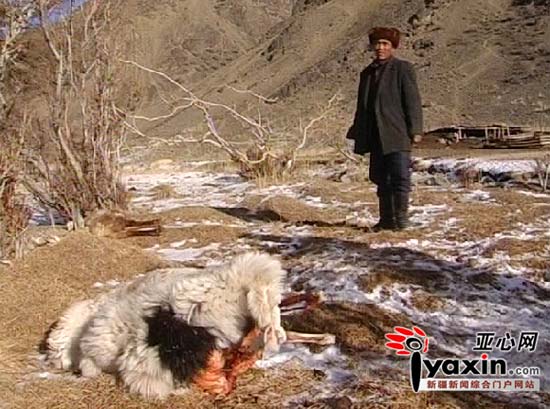 新疆巴里坤连发狼灾 500只羊被咬死(组图)