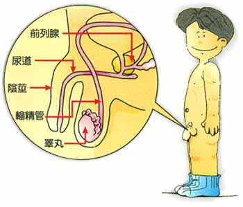 不能忽略的宝宝阴部护理图