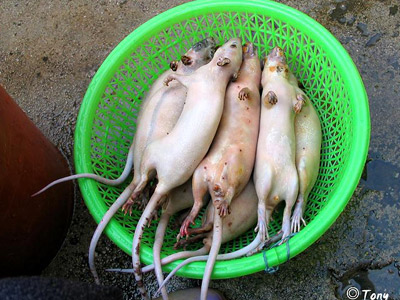 再一次堕落 享受人间美味田鼠肉(图)_田鼠肉 美