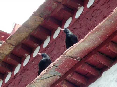 秃鹫的<em>尸体</em>盛宴 直贡梯寺<em>天葬</em>台(图)_<em>天葬</em> <em>尸体</em>