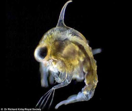 这绝不是科幻电影 <em>海底</em>浮游<em>生物</em>罕见<em>照片</em>(组图