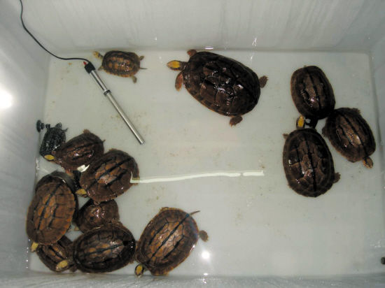 再盗金钱龟销赃(图)