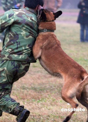 图全犬种大赛上惊险刺激的军犬表演